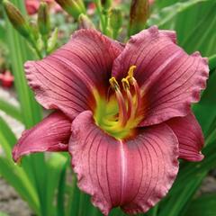 Denivka 'Little Grapette' - Hemerocallis 'Little Grapette'