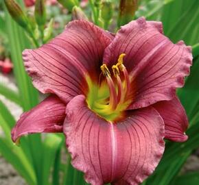 Denivka 'Little Grapette' - Hemerocallis 'Little Grapette'