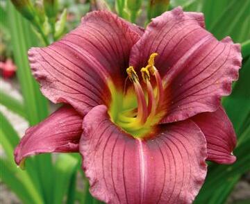 Denivka 'Little Grapette'