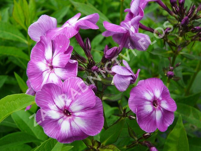 Plamenka latnatá 'Laura' - Phlox paniculata 'Laura'