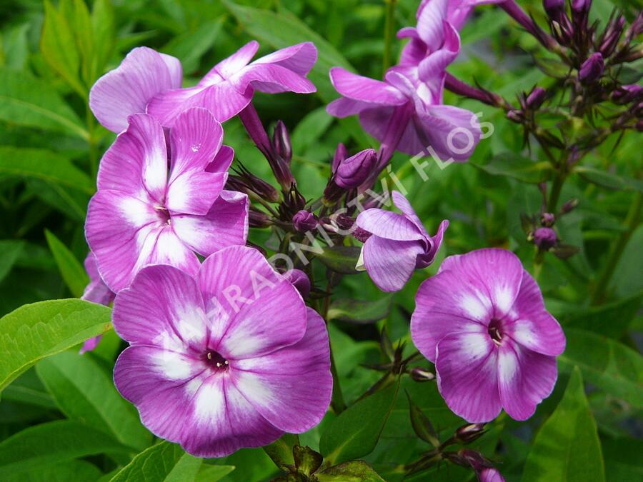 Plamenka latnatá 'Laura' - Phlox paniculata 'Laura'