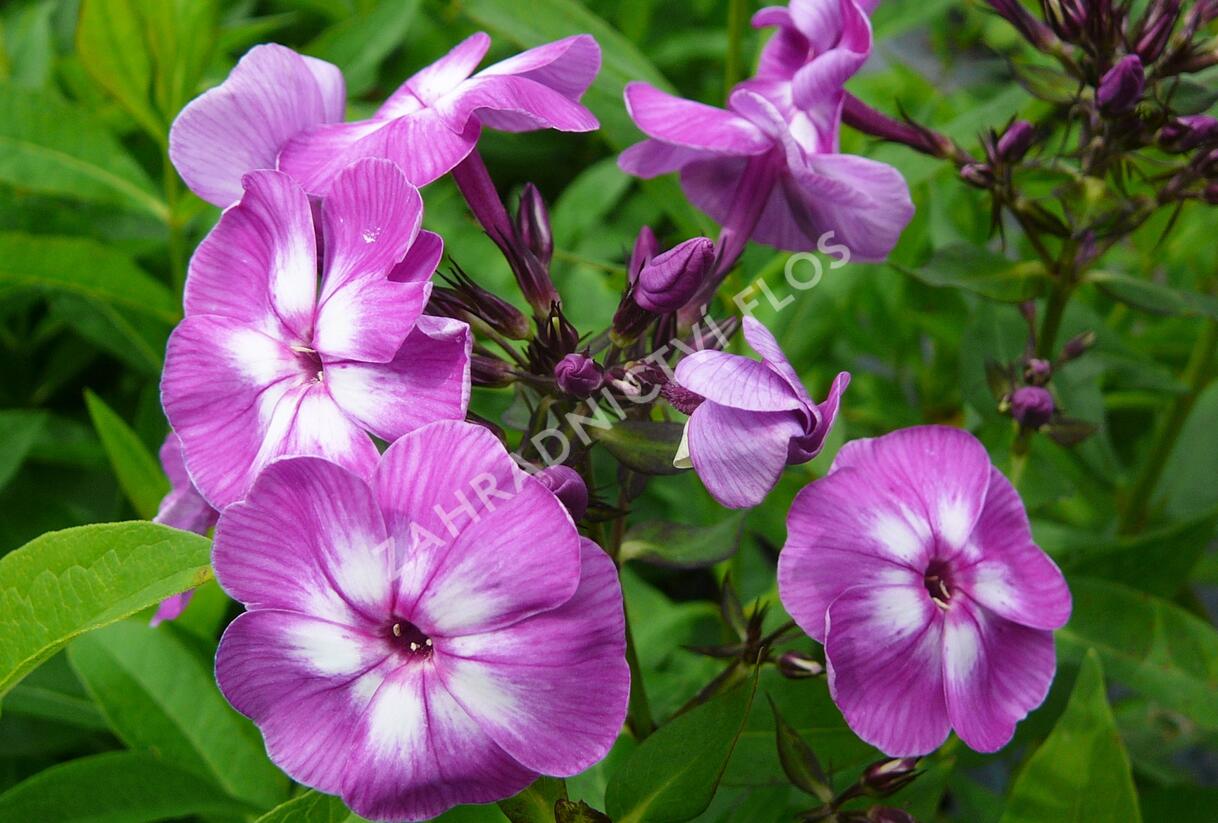 Plamenka latnatá 'Laura' - Phlox paniculata 'Laura'