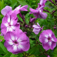 Plamenka latnatá 'Laura' - Phlox paniculata 'Laura'