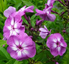 Plamenka latnatá 'Laura' - Phlox paniculata 'Laura'