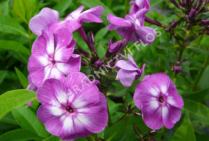 Plamenka latnatá 'Laura' - Phlox paniculata 'Laura'