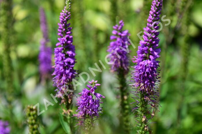 Rozrazil klasnatý 'Atomic Pink-White Ray' - Veronica spicata 'Atomic Pink-White Ray'