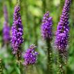 Rozrazil klasnatý 'Atomic Pink-White Ray' - Veronica spicata 'Atomic Pink-White Ray'