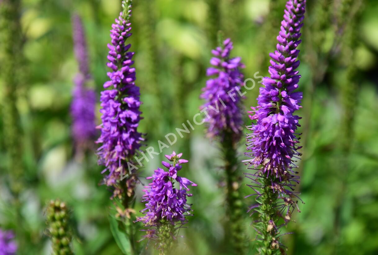 Rozrazil klasnatý 'Atomic Pink-White Ray' - Veronica spicata 'Atomic Pink-White Ray'