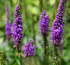 Rozrazil klasnatý 'Atomic Pink-White Ray' - Veronica spicata 'Atomic Pink-White Ray'