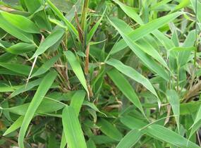 Bambus - Fargesia rufa