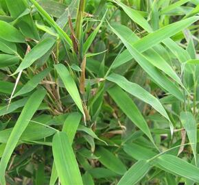 Bambus - Fargesia rufa
