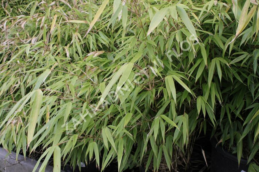 Bambus - Fargesia rufa