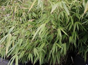 Bambus - Fargesia rufa