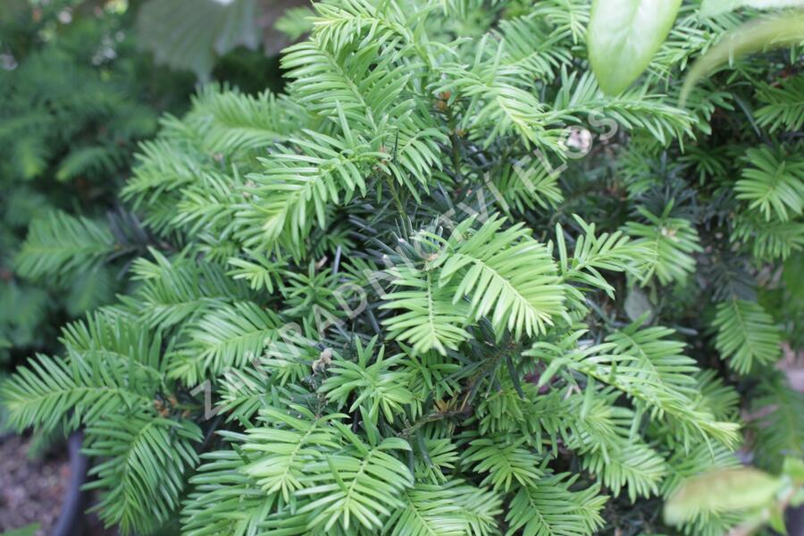 Tis prostřední 'Brownii' - Taxus media 'Brownii'