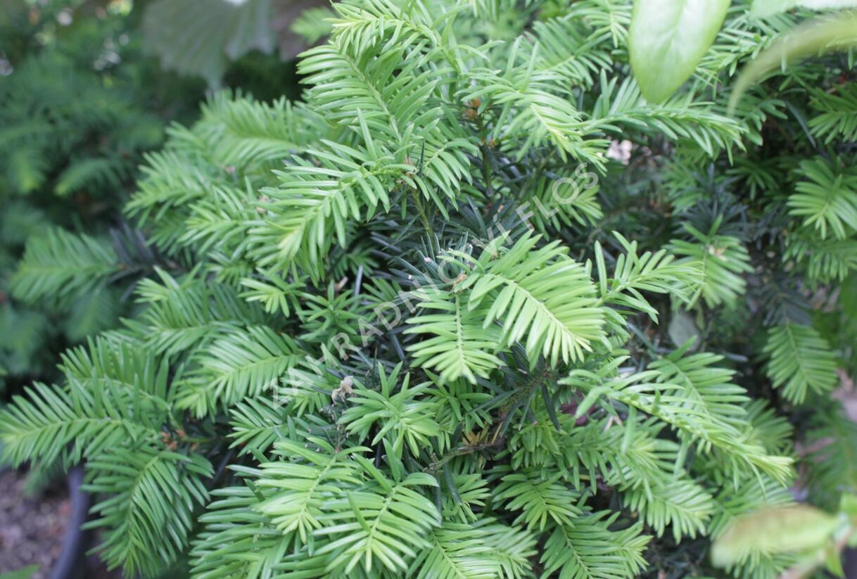 Tis prostřední 'Brownii' - Taxus media 'Brownii'
