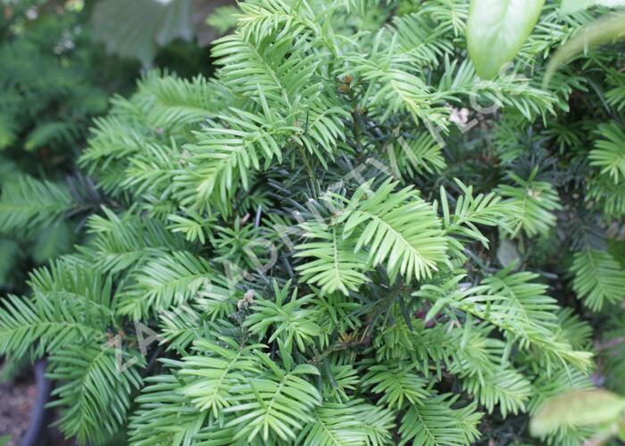 Tis prostřední 'Brownii' - Taxus media 'Brownii'