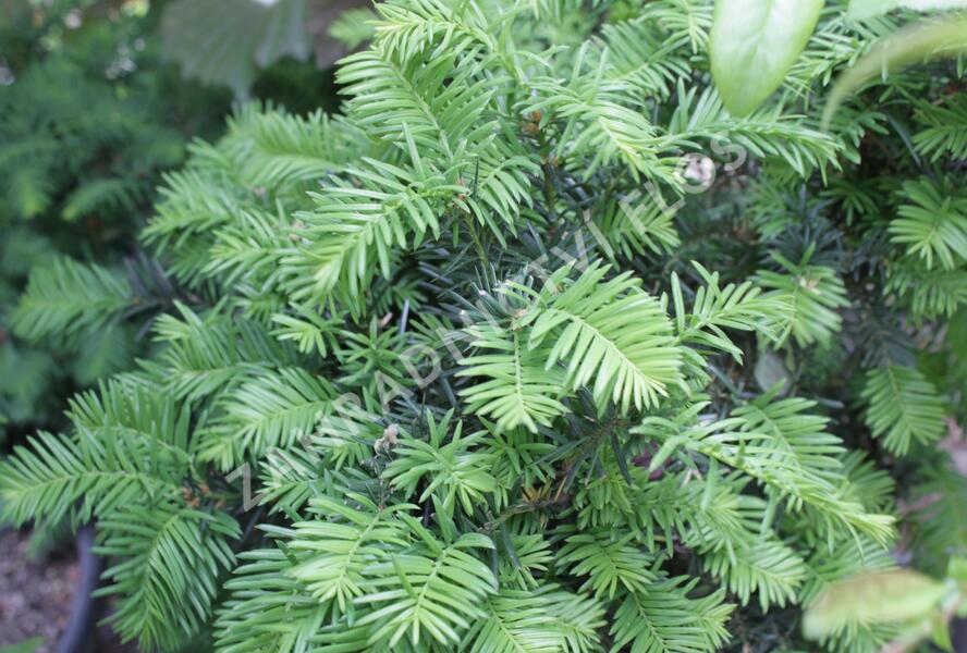 Tis prostřední 'Brownii' - Taxus media 'Brownii'