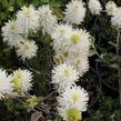 Fotergila, kuska - Fothergilla major