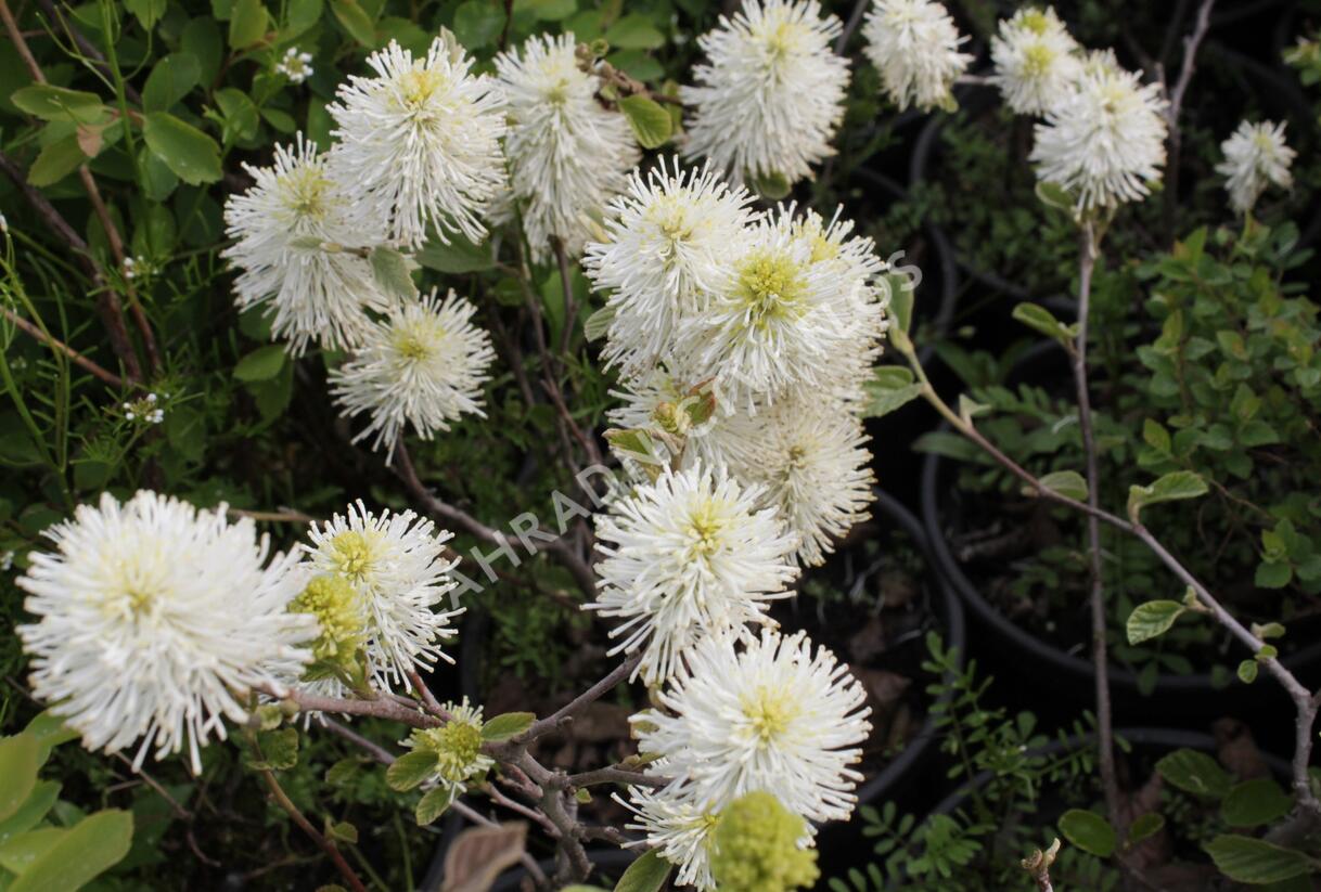 Fotergila větší, kuska - Fothergilla major