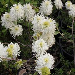 Fotergila, kuska - Fothergilla major