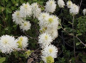 Fotergila větší, kuska - Fothergilla major