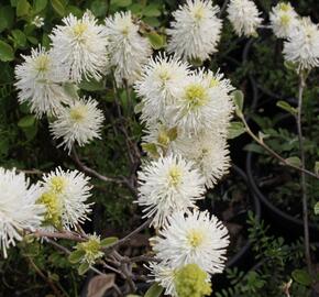 Fotergila, kuska - Fothergilla major