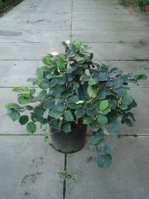 Fotergila, kuska - Fothergilla major