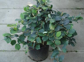 Fotergila větší, kuska - Fothergilla major
