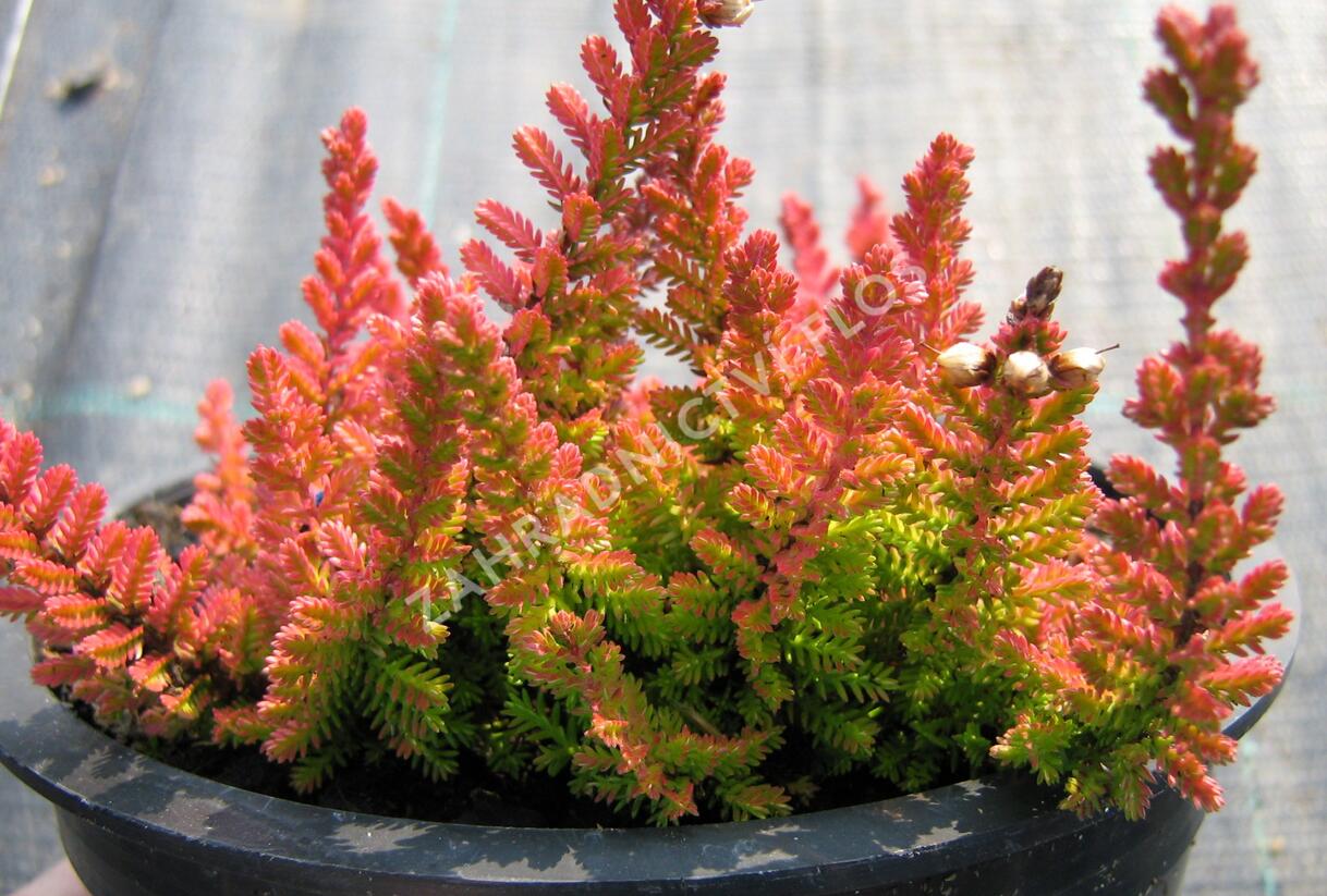 Vřes obecný 'Firefly' - Calluna vulgaris 'Firefly'