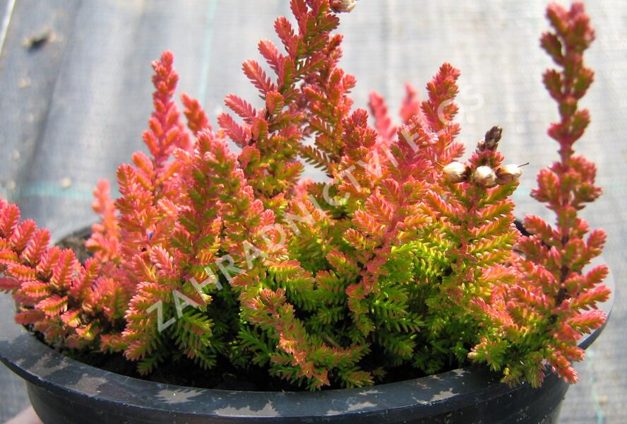 Vřes obecný 'Firefly' - Calluna vulgaris 'Firefly'
