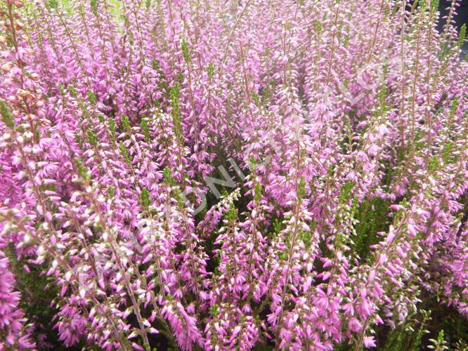 Vřes obecný 'Heidesinfonie' - Calluna vulgaris 'Heidesinfonie'