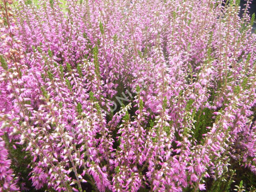 Vřes obecný 'Heidesinfonie' - Calluna vulgaris 'Heidesinfonie'