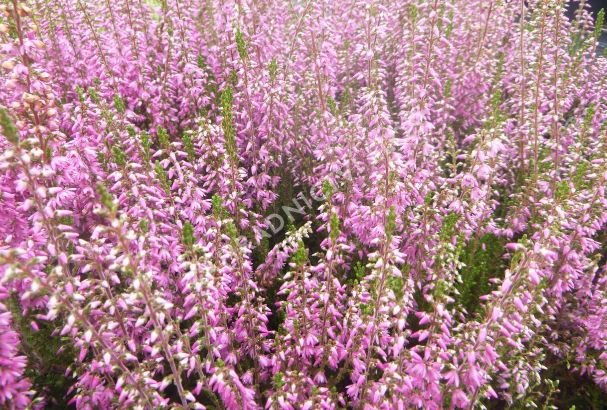 Vřes obecný 'Heidesinfonie' - Calluna vulgaris 'Heidesinfonie'