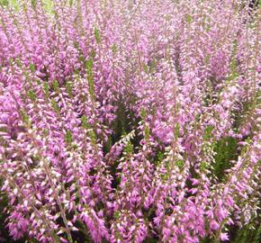 Vřes obecný 'Heidesinfonie' - Calluna vulgaris 'Heidesinfonie'