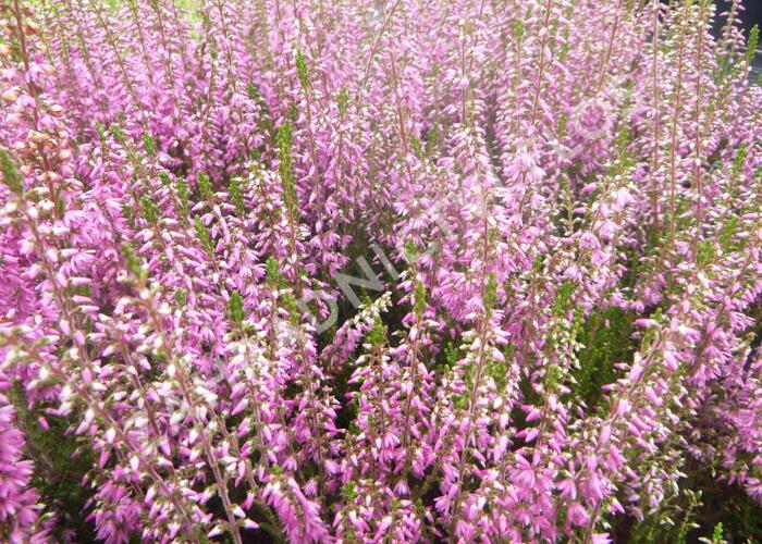 Vřes obecný 'Heidesinfonie' - Calluna vulgaris 'Heidesinfonie'