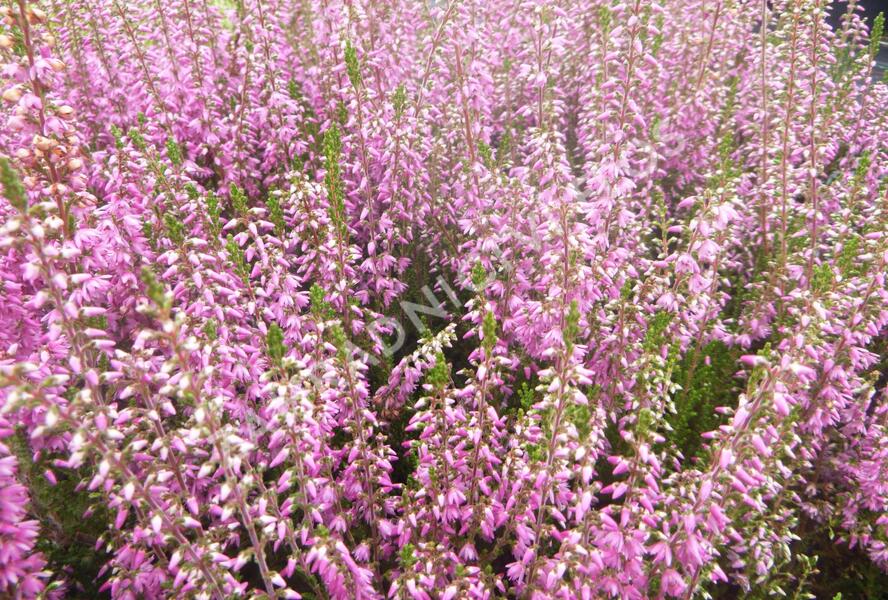 Vřes obecný 'Heidesinfonie' - Calluna vulgaris 'Heidesinfonie'