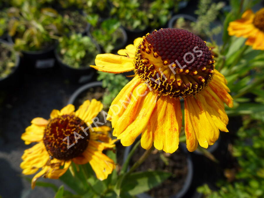 Záplevák 'Wyndley' - Helenium 'Wyndley'