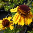 Záplevák 'Wyndley' - Helenium 'Wyndley'