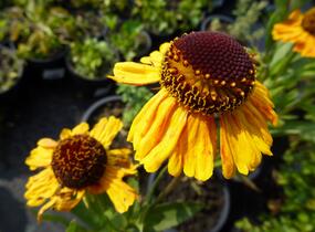 Záplevák 'Wyndley' - Helenium 'Wyndley'