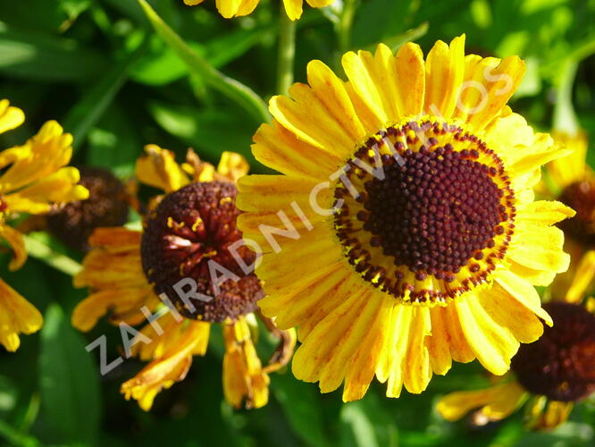 Záplevák 'Wyndley' - Helenium 'Wyndley'