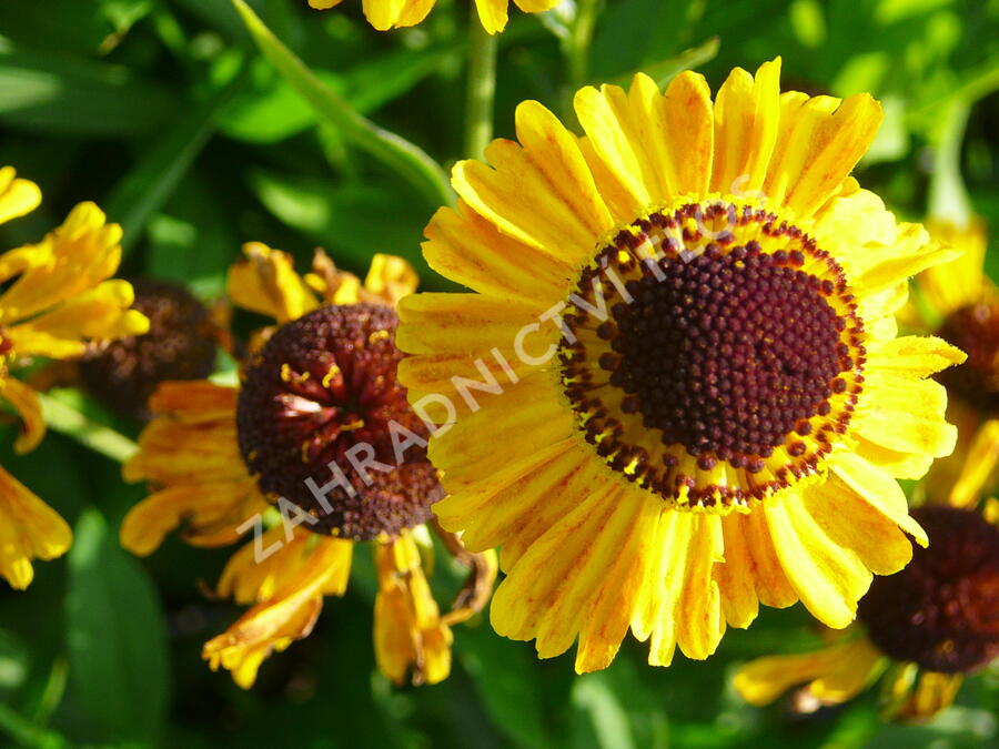 Záplevák 'Wyndley' - Helenium 'Wyndley'