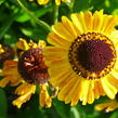 Záplevák 'Wyndley' - Helenium 'Wyndley'