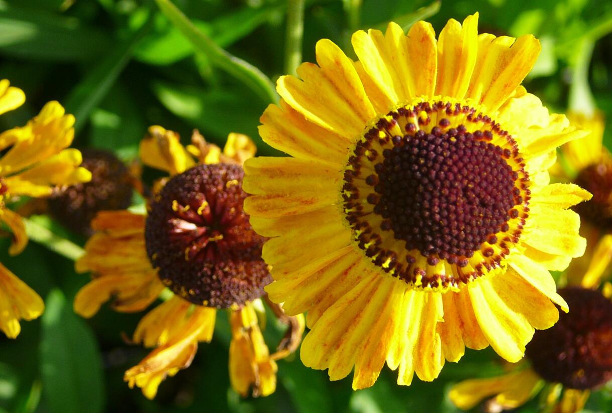 Záplevák 'Wyndley' - Helenium 'Wyndley'
