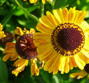 Záplevák 'Wyndley' - Helenium 'Wyndley'