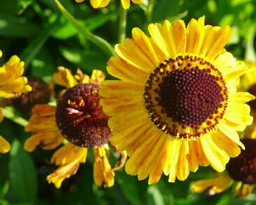 Záplevák 'Wyndley'