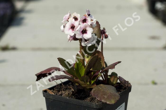 Bergénie srdčitá 'Angel Kiss' - Bergenia cordifolia 'Angel Kiss'