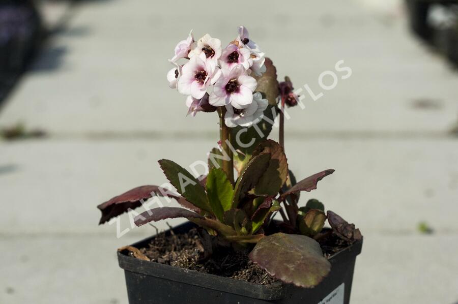 Bergénie srdčitá 'Angel Kiss' - Bergenia cordifolia 'Angel Kiss'