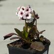 Bergénie srdčitá 'Angel Kiss' - Bergenia cordifolia 'Angel Kiss'