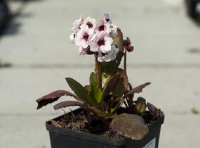 Bergénie srdčitá 'Angel Kiss' - Bergenia cordifolia 'Angel Kiss'
