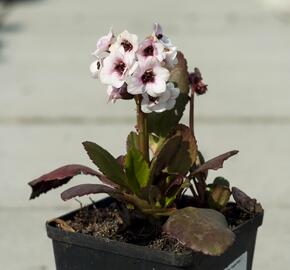 Bergénie srdčitá 'Angel Kiss' - Bergenia cordifolia 'Angel Kiss'